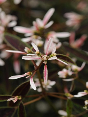 EUPHORBIA - 'Breathless Blush'